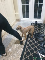 Border Terrier dogs 3yr old Female Border Terrier - Advert 4