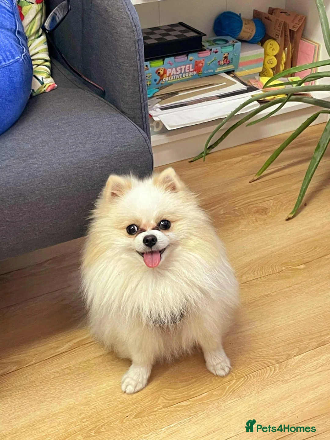 Pomeranian dogs for stud: Felus - Advert 2
