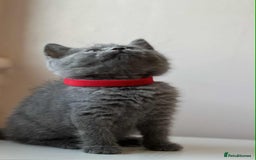 British Shorthair cats for sale: British Shorthair kittens - Image 21