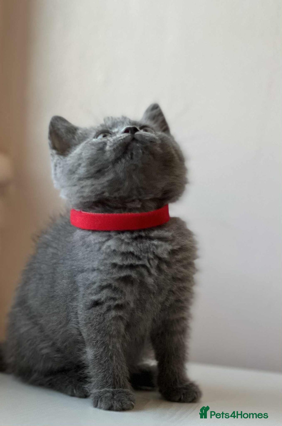 British Shorthair cats for sale: British Shorthair kittens - Image 21