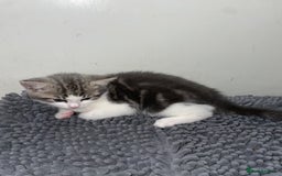 British Shorthair cats for sale: Silver tabby  - Image 3