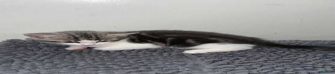 British Shorthair Kitten 2