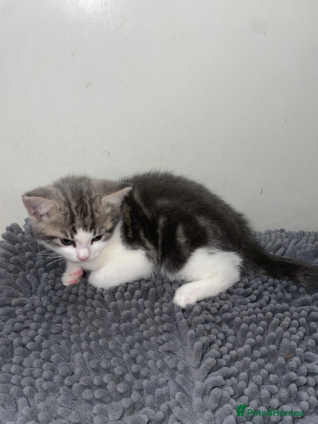 British Shorthair cats for sale: Silver tabby  - Image 3