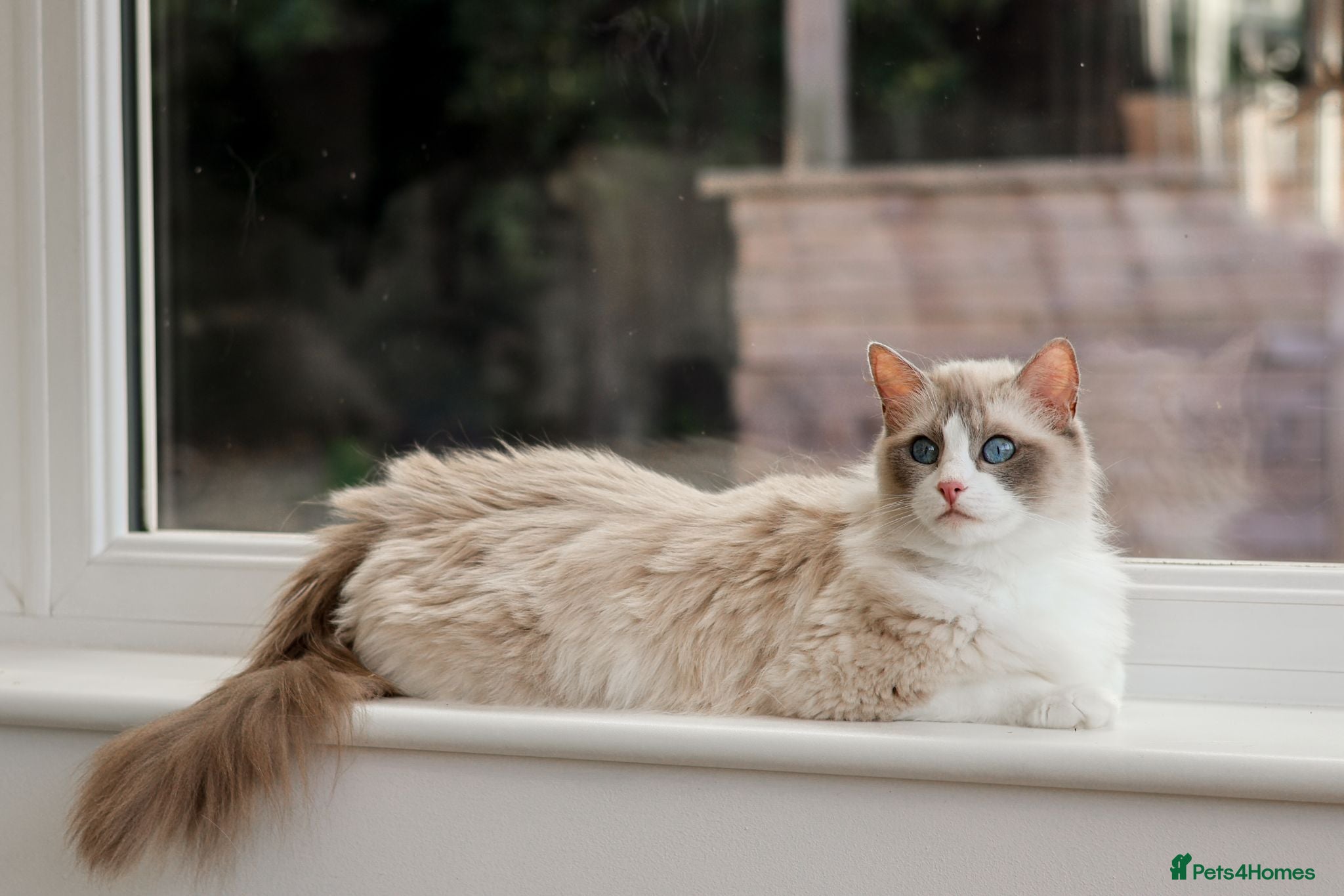Ragdoll cats Stunning Tica Registered Ragdoll Queen 🩷🐾 - Advert 1