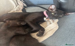Scottish Fold cats for sale: Oriental shorthair x Scottish fold - Image 7