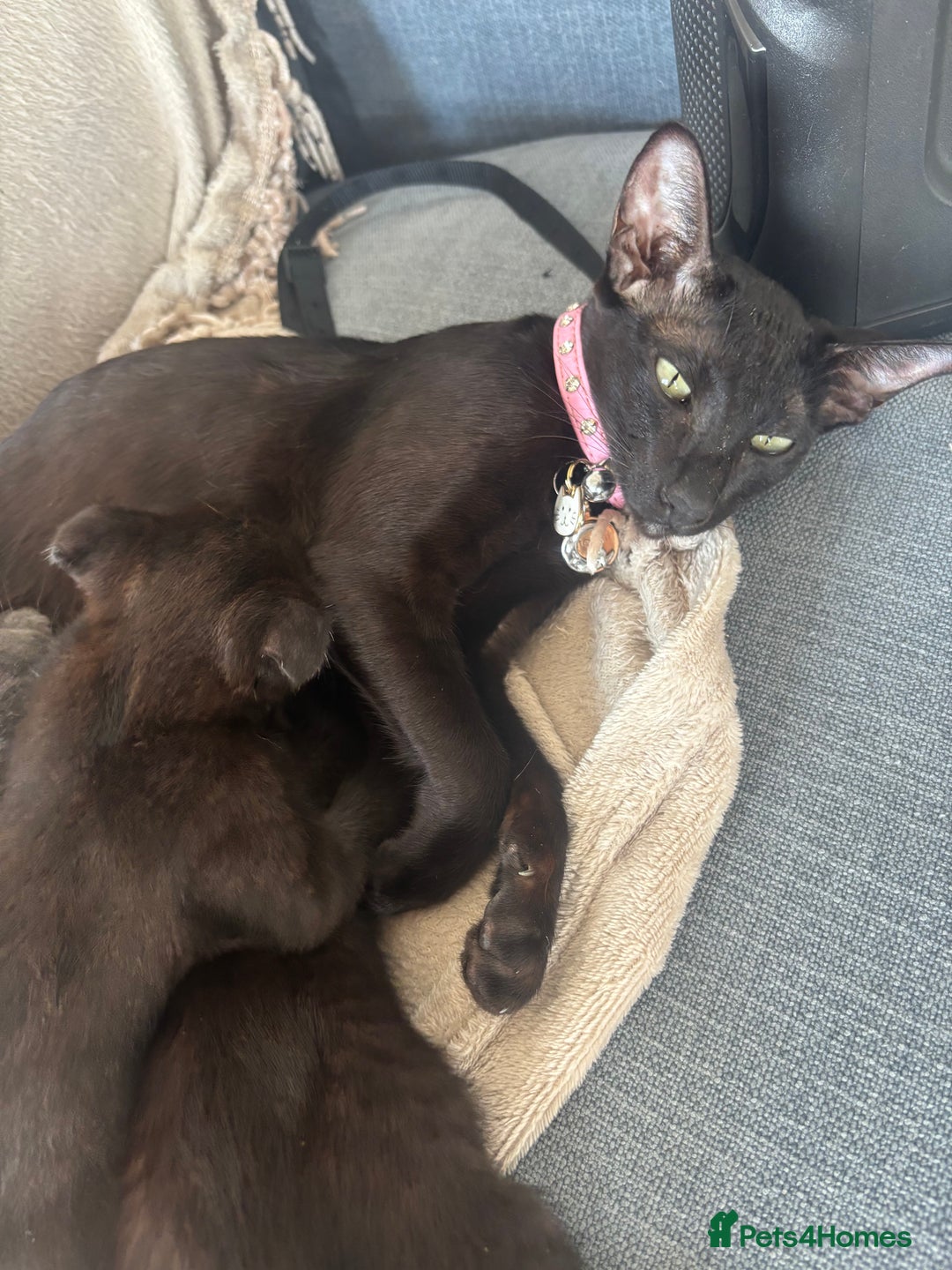 Scottish Fold cats for sale: Oriental shorthair x Scottish fold - Image 7