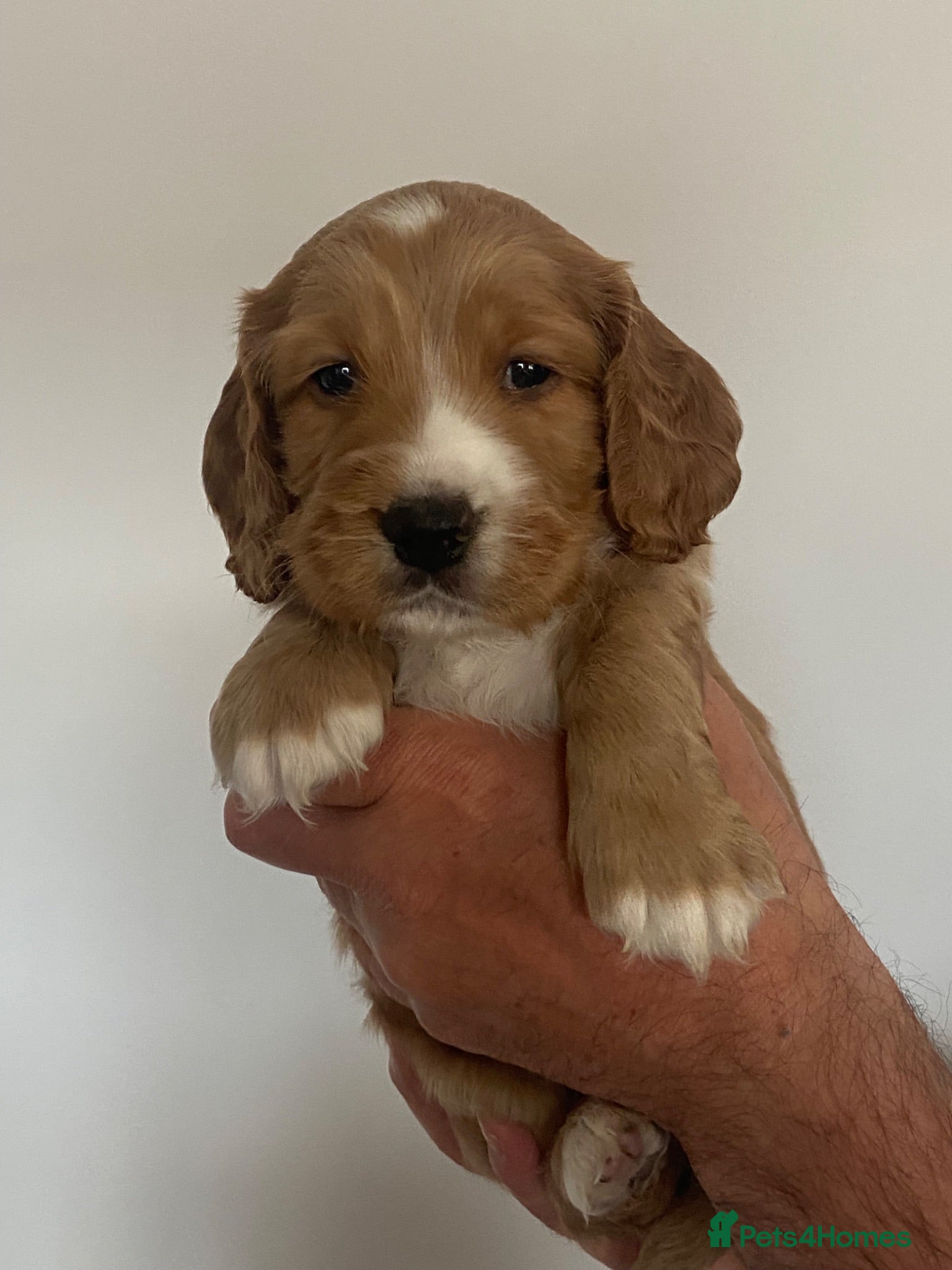 Cocker Spaniel dogs Beautiful Cockerspaniel Puppies For Sale - Advert 2