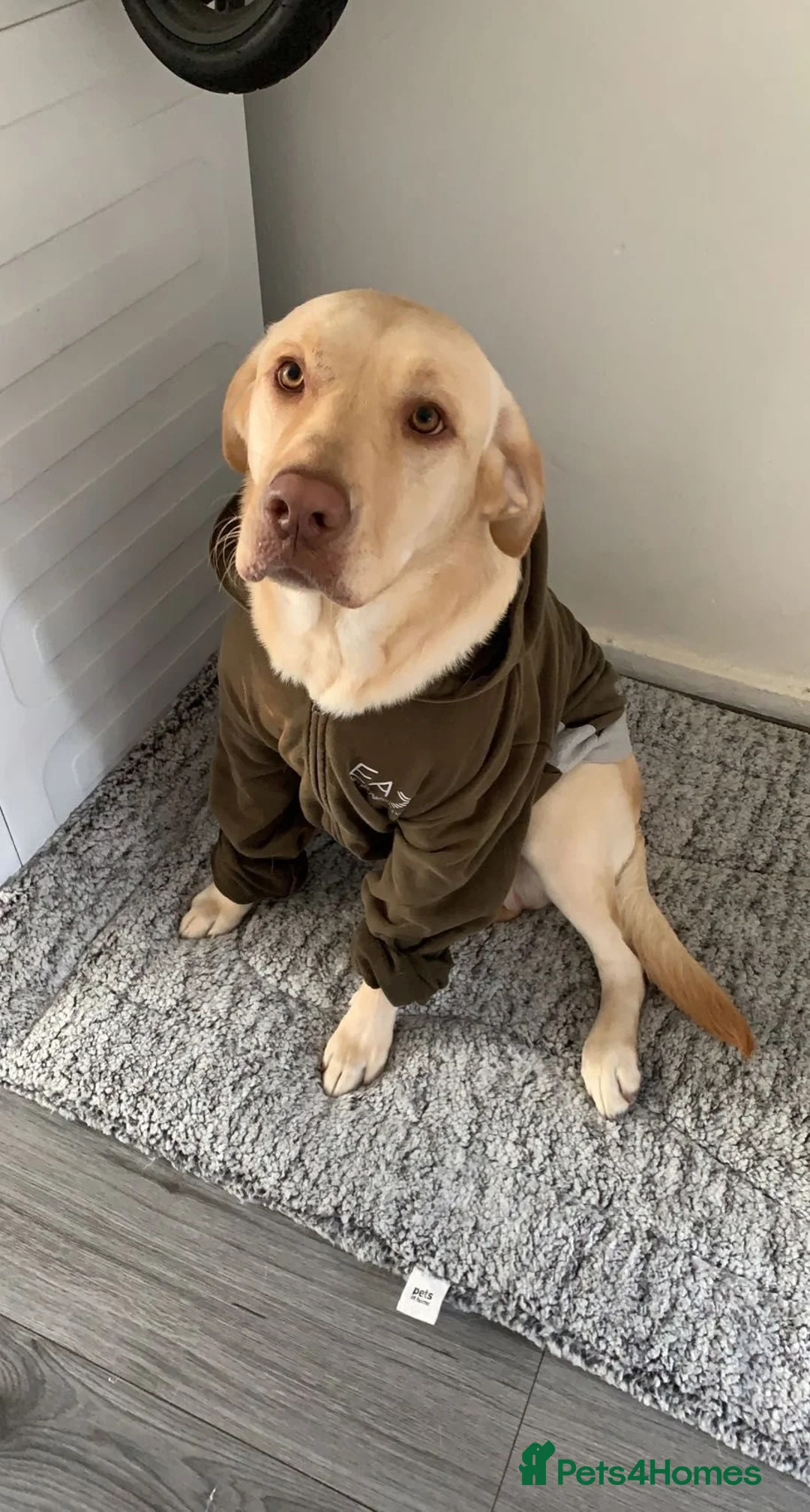 Labrador Retriever dogs for stud: Labrador Dudley Male Stud (Hunter) in London - Advert 4