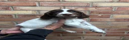 English Springer Spaniel dogs for sale: KC ESS - fully health tested parents.  - Advert 4