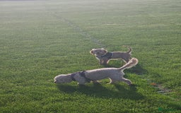 Cockapoo dogs for sale: Cockerpoo  - Image 25