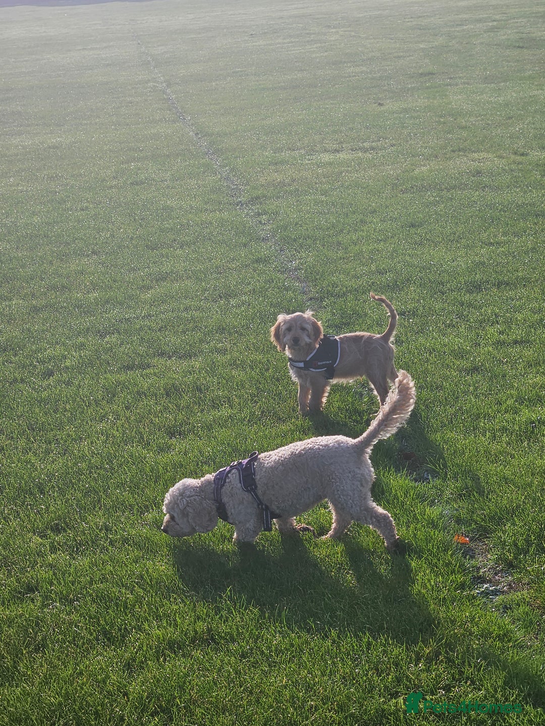 Cockapoo dogs for sale: Cockerpoo  - Image 25