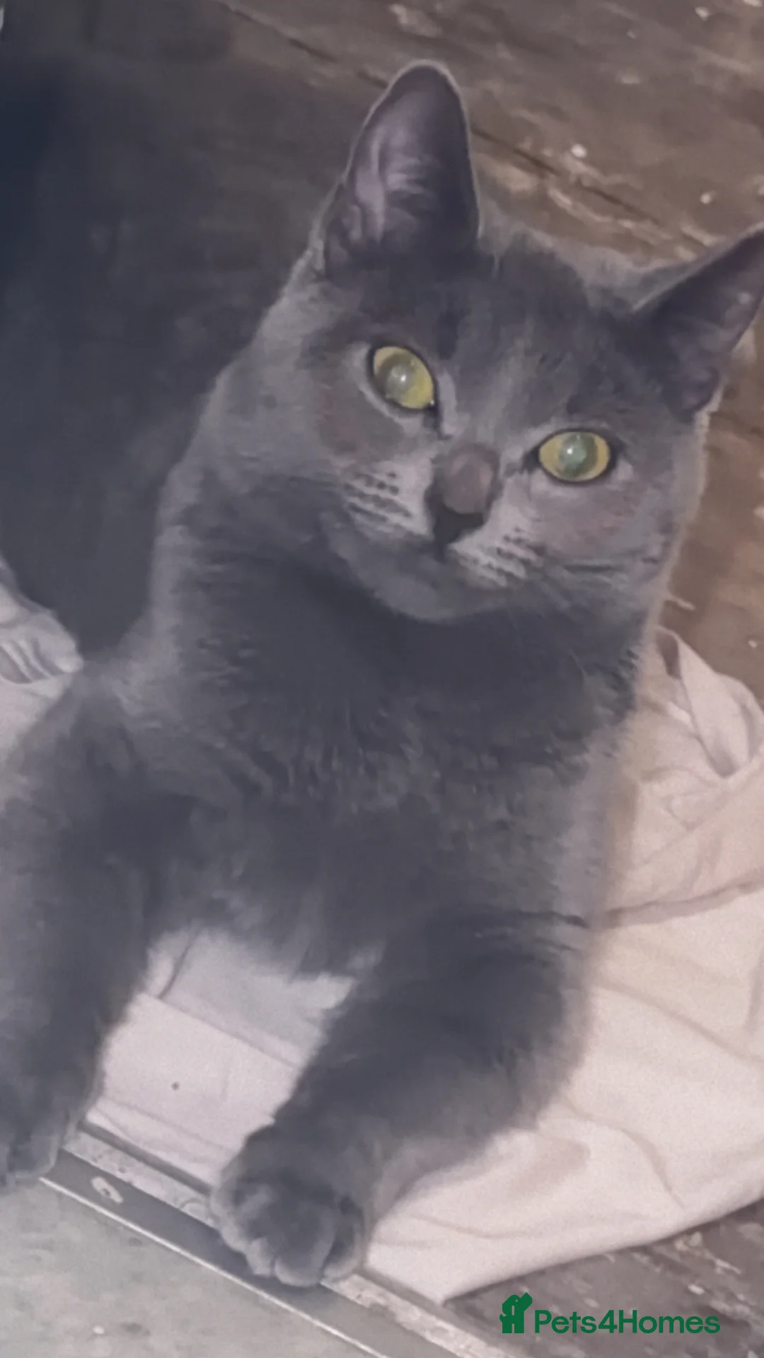 Russian Blue cats for sale: Russian blue kitten  - Advert 2