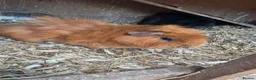 Guinea Pig rodents for sale: Guinea pig for sale  in Erith - Advert 6