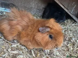Guinea Pig rodents Guinea pig for sale - Advert 1