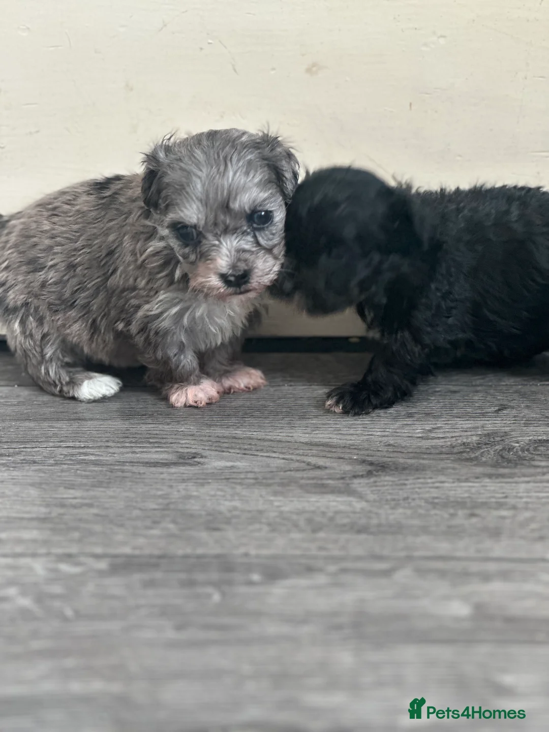 Maltipoo dogs for sale: F1 Toy Maltipoos - Advert 30