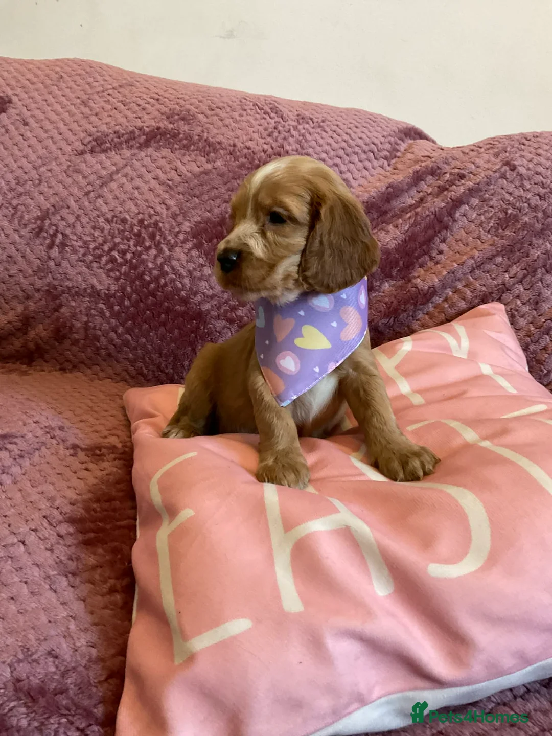 Cockapoo dogs for sale: 8 COCKAPOO PUPPIES 6 GIRLS 2 BOYS READY NOW - Advert 1