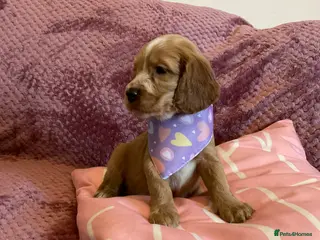 Cockapoo dogs 8 COCKAPOO PUPPIES 6 GIRLS 2 BOYS READY NOW - Advert 1