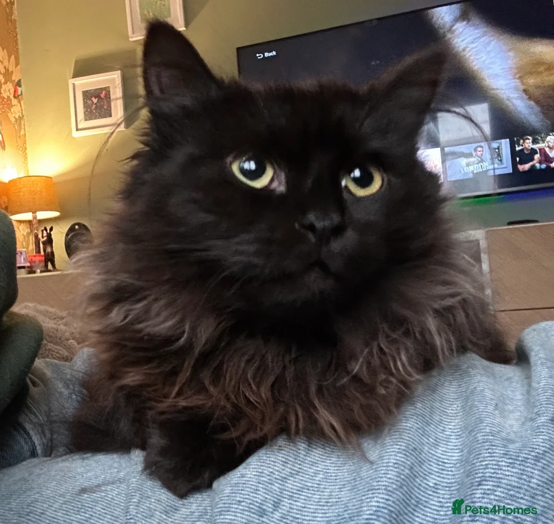 Siberian cats for sale: Beautiful Black Siberian Tica Reg female  - Advert 5