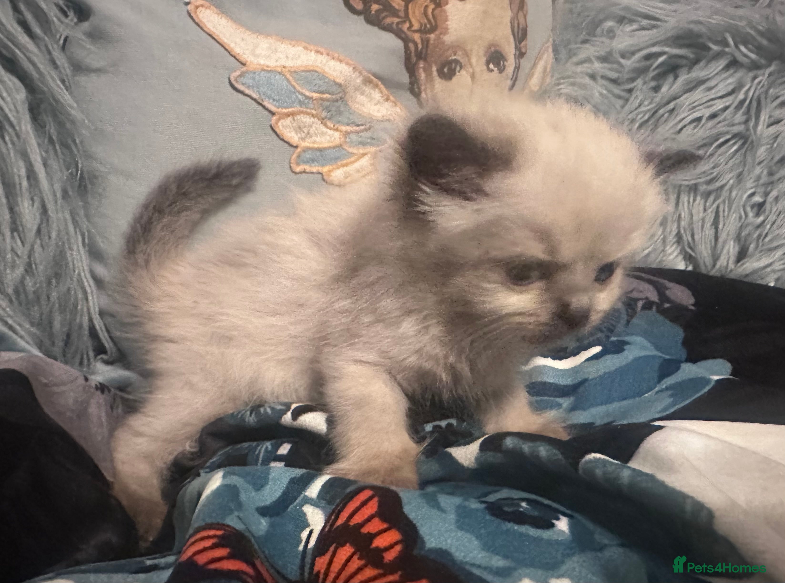 Ragdoll cats New Adorable and very fluffy pure Ragdoll kittens  - Advert 2