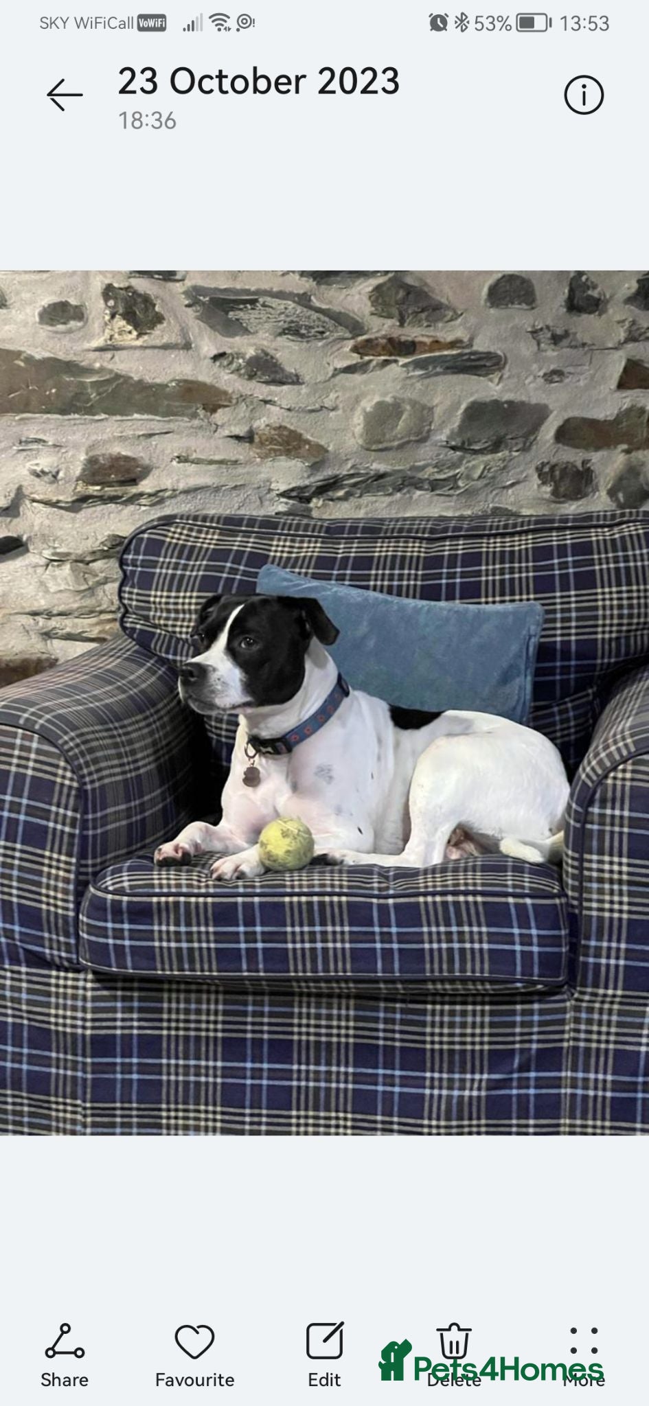 Mixed Breed dogs Beautiful German shepard cross staffie  - Advert 15