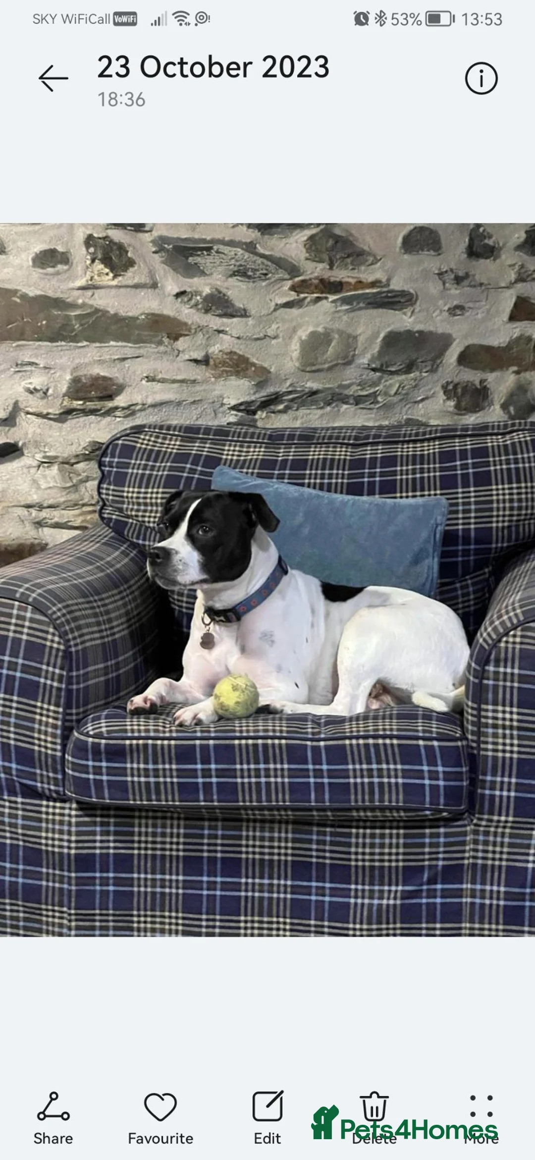 Mixed Breed dogs for sale: Beautiful German shepard cross staffie  in Brigg - Advert 1
