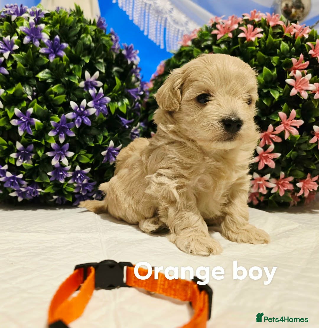 Maltipoo dogs Maltippo puppies  - Advert 1