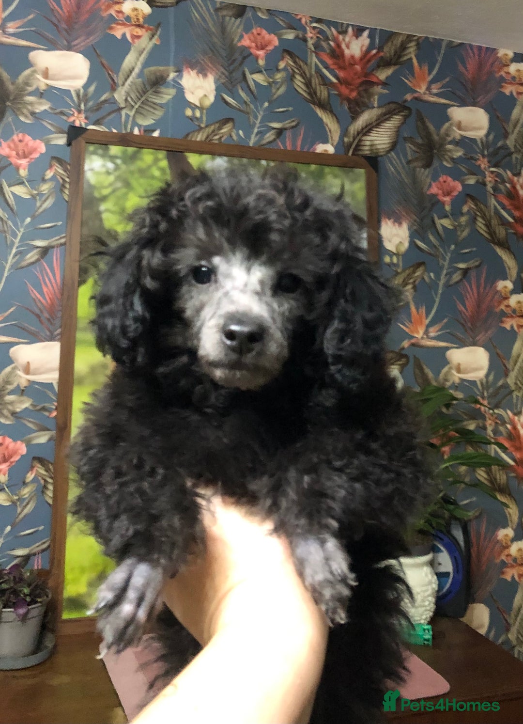 Toy Poodle dogs for sale: Teddy is ready to go! - Advert 6