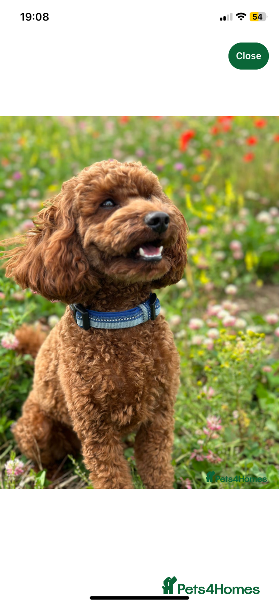 Cavapoo dogs for sale: Extensively health tested Cavapoo pups - Advert 15