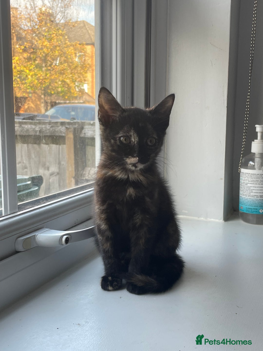 Domestic Shorthair cats for sale: Beautiful kittens are looking for forever homes! - Image 6