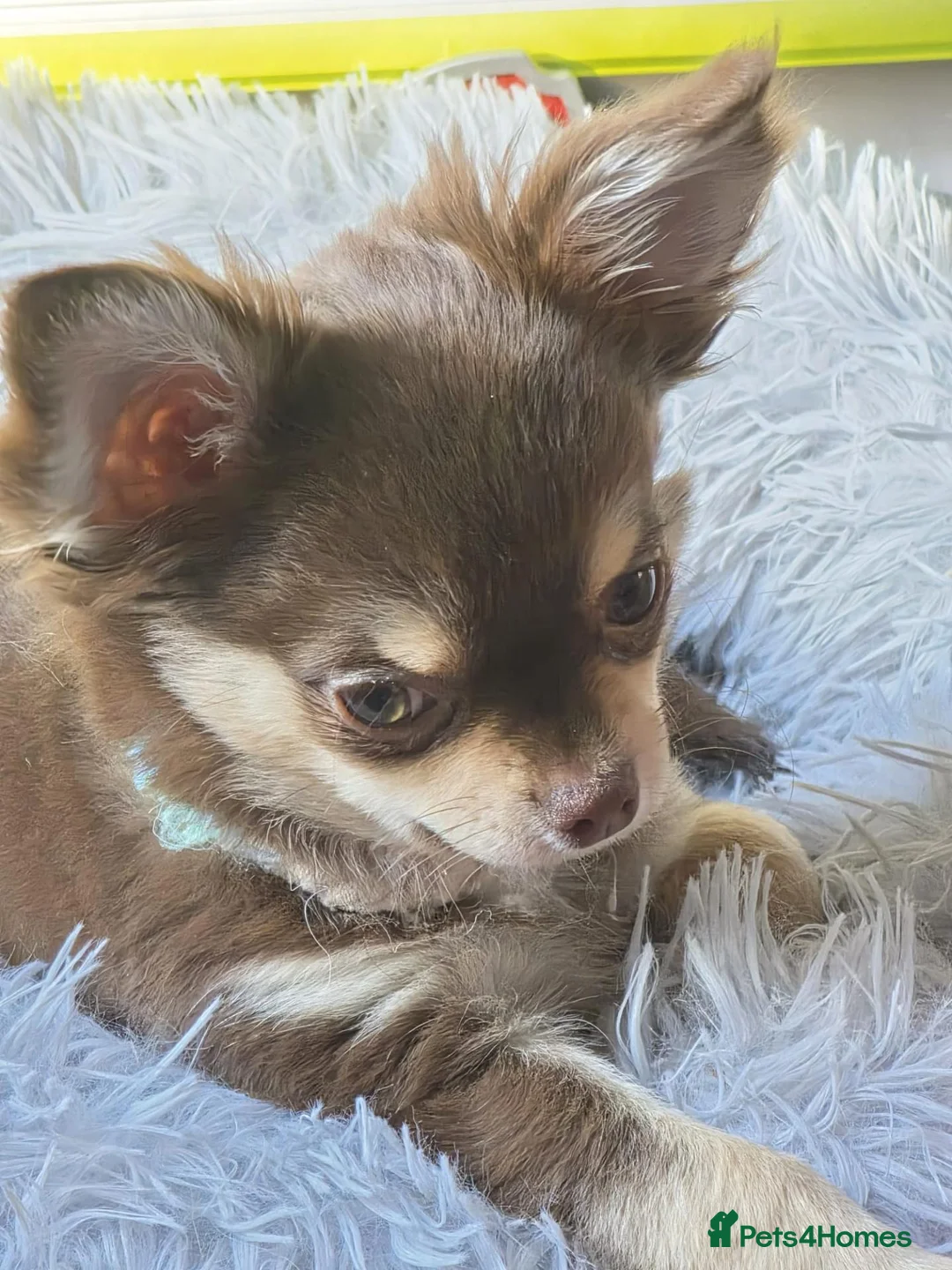 Chihuahua dogs for sale: Chihauhau - Advert 1