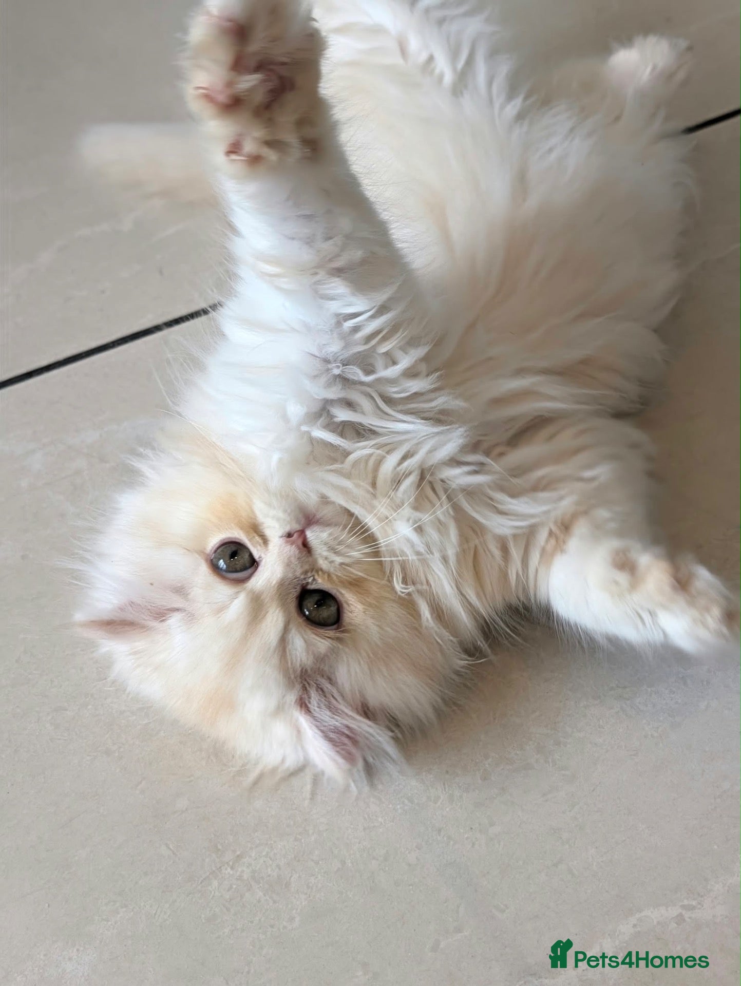 Persian cats **Last One** beautiful Persian kittens - Advert 16
