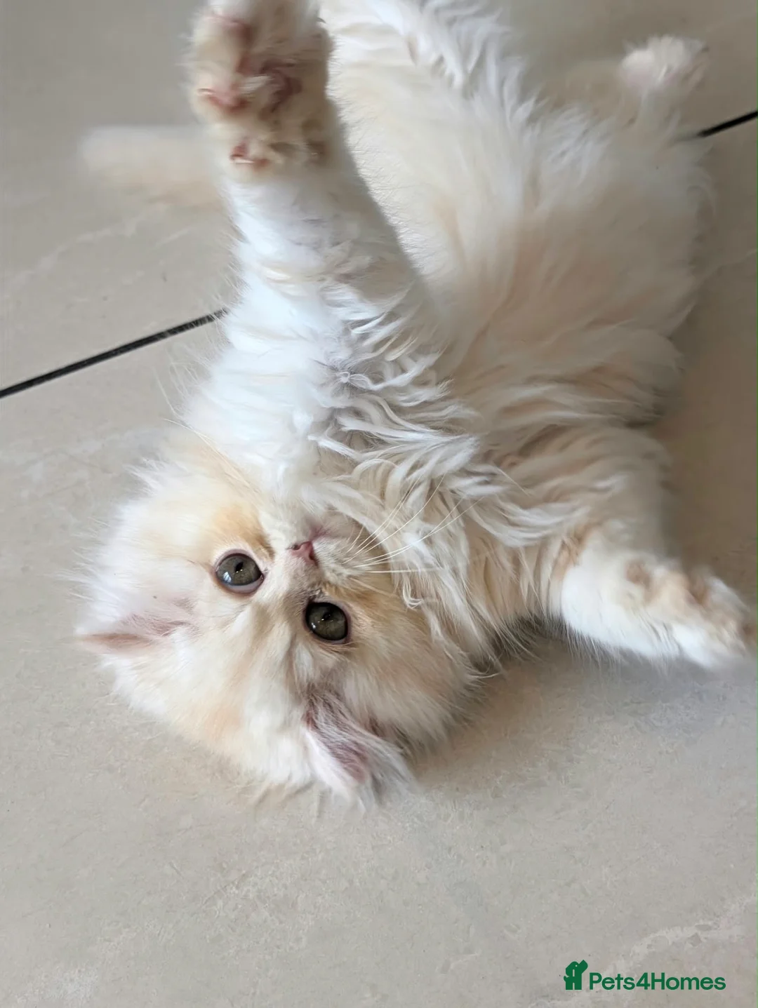 Persian cats for sale: **Last One** beautiful Persian kittens - Advert 1