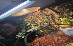 Chameleon reptiles for sale: Emperor scorpion & Baby Chameleon For Sale - Image 9