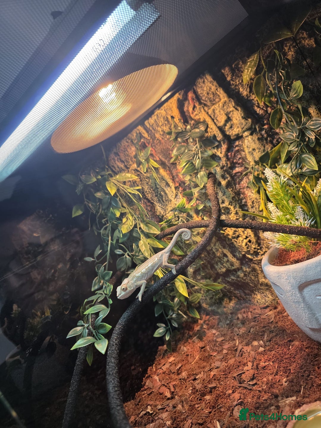Chameleon reptiles for sale: Emperor scorpion & Baby Chameleon For Sale - Image 9