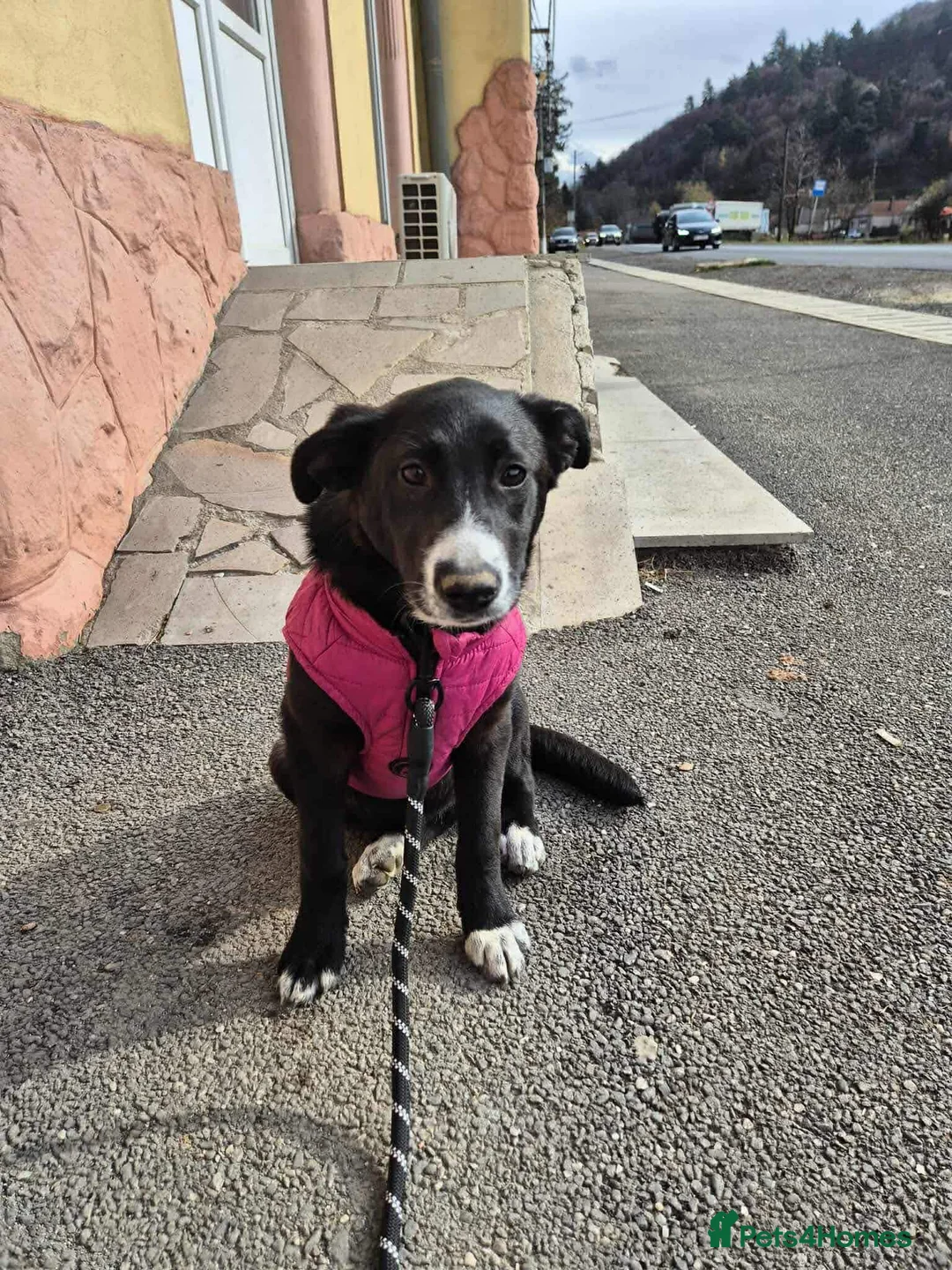 Mixed Breed dogs for adoption: FLEUR-happy&playful girl/ loves dogs/ affectionate - Advert 9