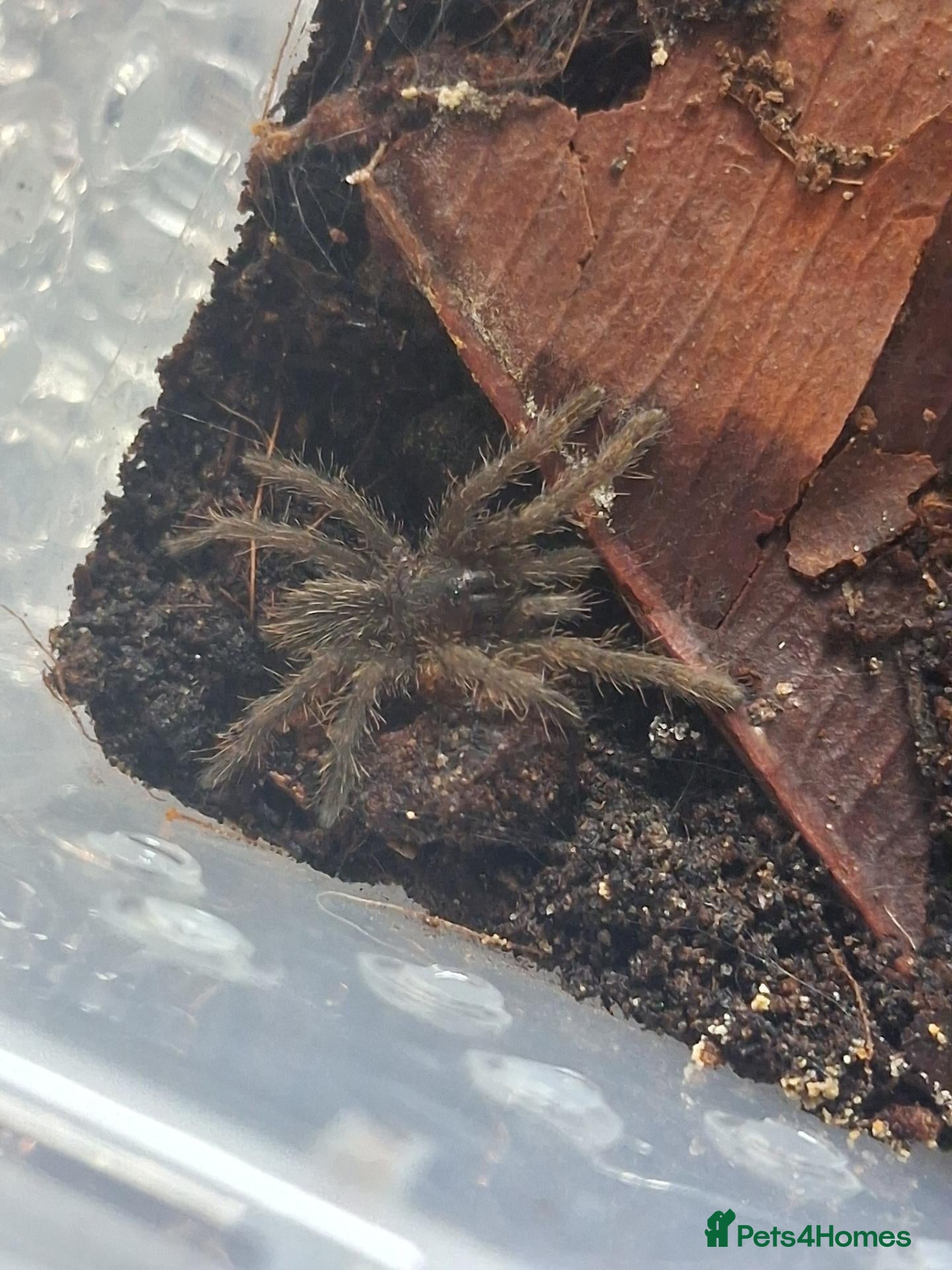 Tarantulas invertebrates Tarantulas free to good homes - Advert 3
