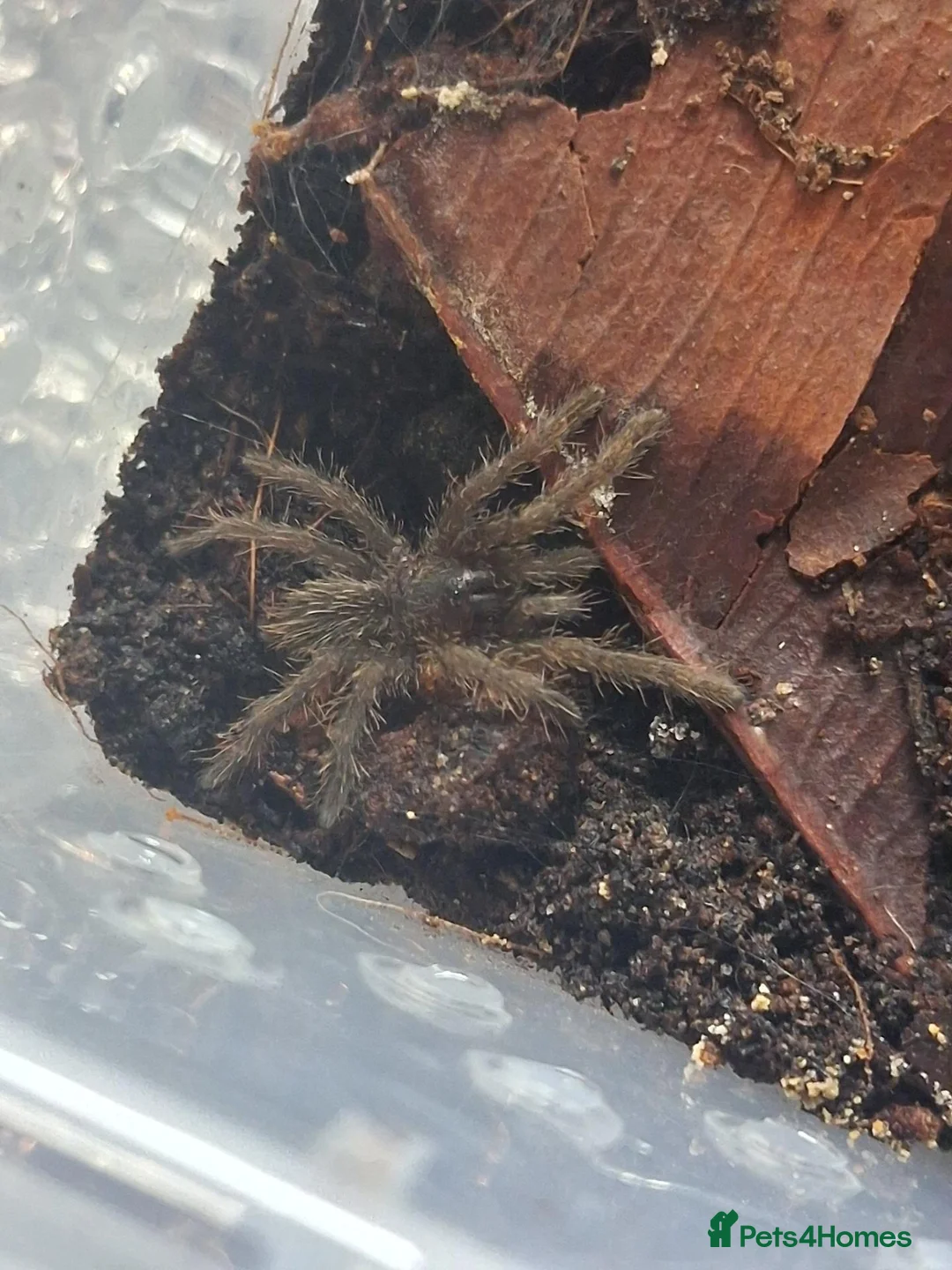 Tarantulas invertebrates for sale: Tarantulas free to good homes in Bournemouth - Advert 1