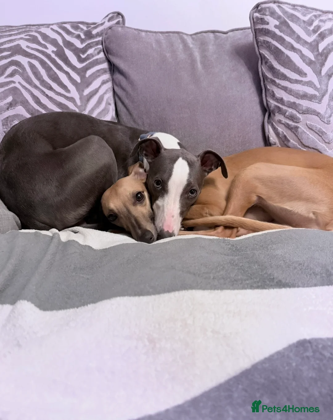 Whippet dogs for stud: Beautiful pedigree whippet for stud - Advert 1