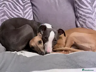 Whippet dogs Beautiful pedigree whippet for stud - Advert 18