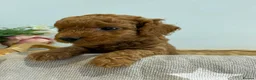 Cockapoo dogs for sale: 6 Tiny Cockapoos  - Advert 5