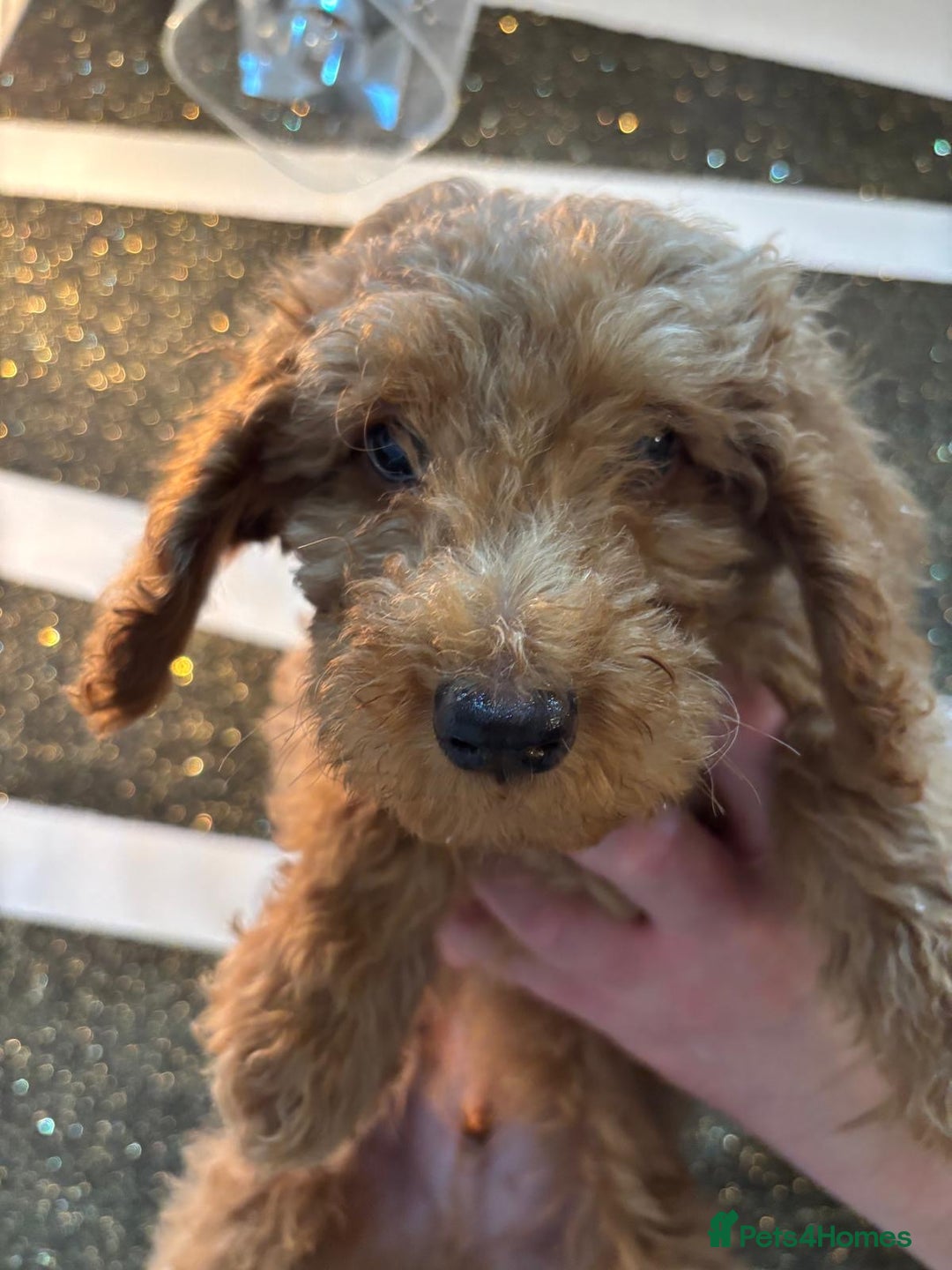 Goldendoodle dogs for sale: F1Goldendoodel puppies now ready for new home  - Advert 15
