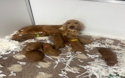 Cockapoo dogs for sale: F1 Cockapoos from health tested parents  - Image 3