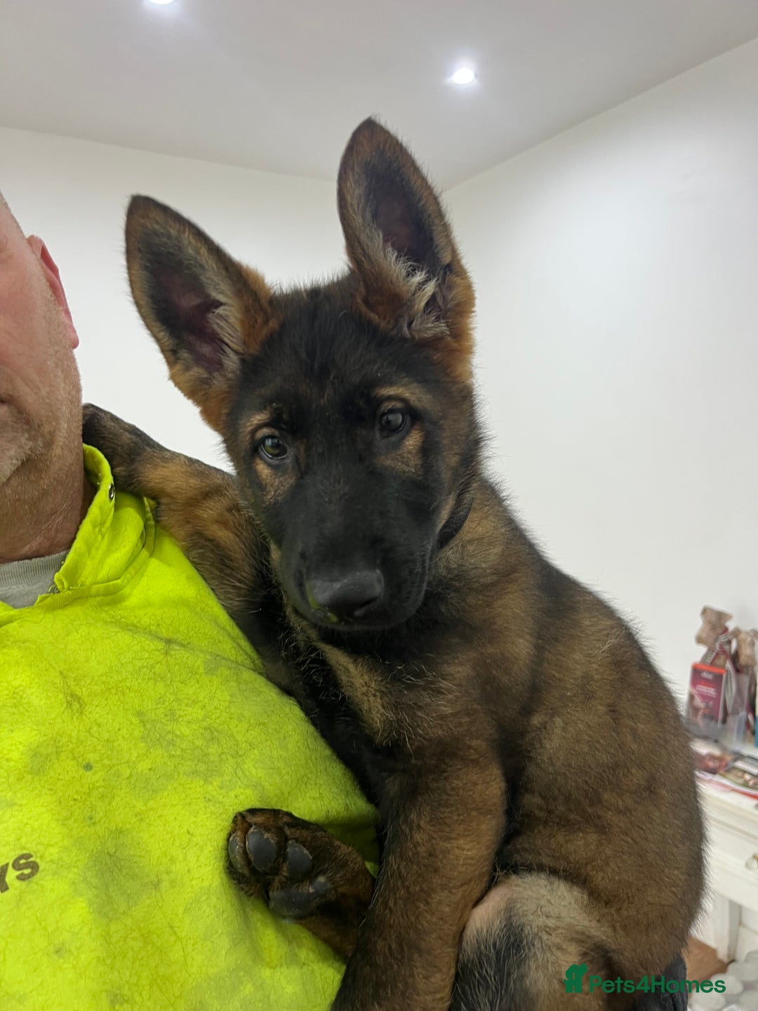 German Shepherd dogs for sale: Czechoslovakian German shepherd working line - Advert 7