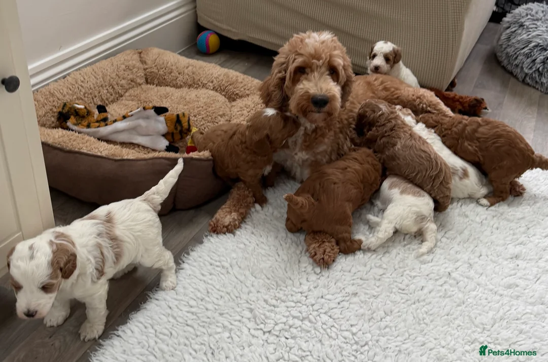 Australian Labradoodle dogs for sale: Australian labradoodle Puppies - Advert 8