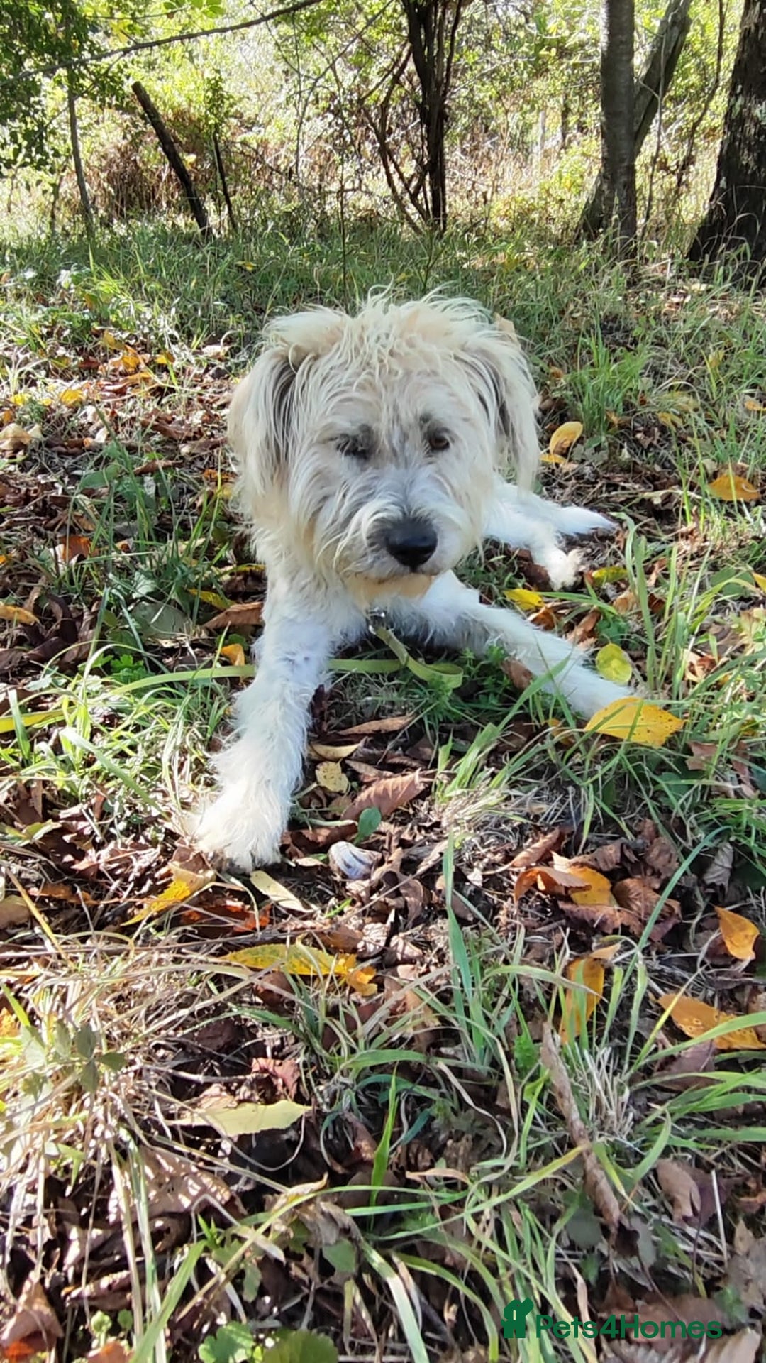 Mixed Breed dogs for adoption: Randolph, 2 - 3 yrs. Available for adoption. - Image 28