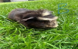 Guinea Pig rodents for sale: Male Guinea Pigs For Sale  - Image 20