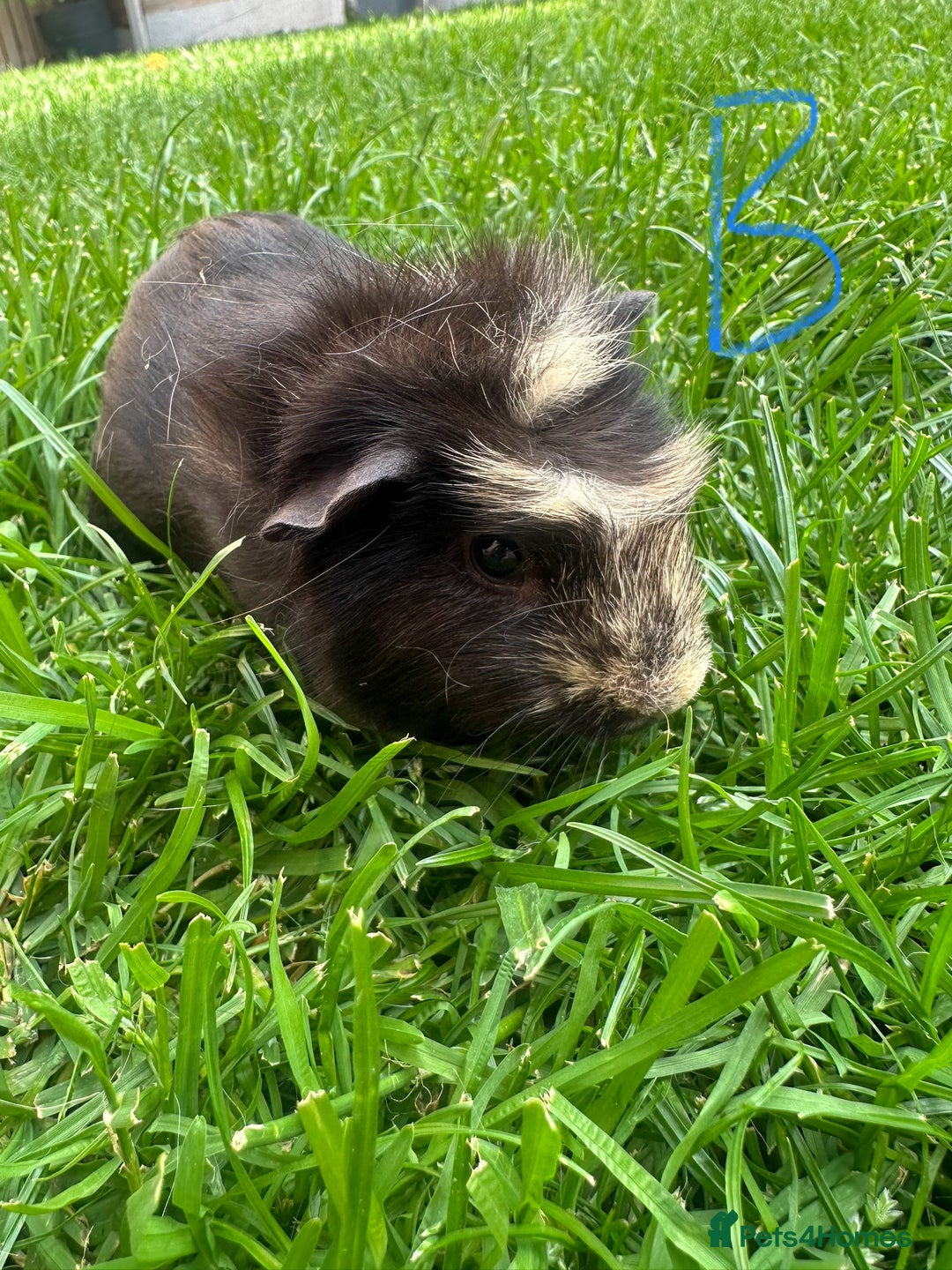 Guinea Pig rodents for sale: Male Guinea Pigs For Sale  - Image 20