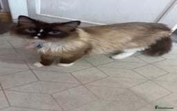 Ragdoll cats for sale: Ragdoll male proven cat.  - Image 1