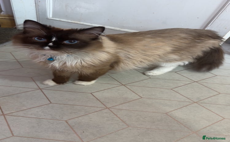 Ragdoll cats - Advert 7