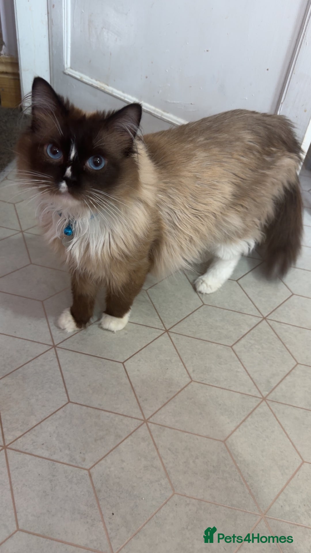 Ragdoll cats for sale: Ragdoll male proven cat.  - Image 1
